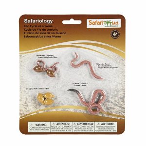 Safariology Life Cycle of a Worm - Curious Kids