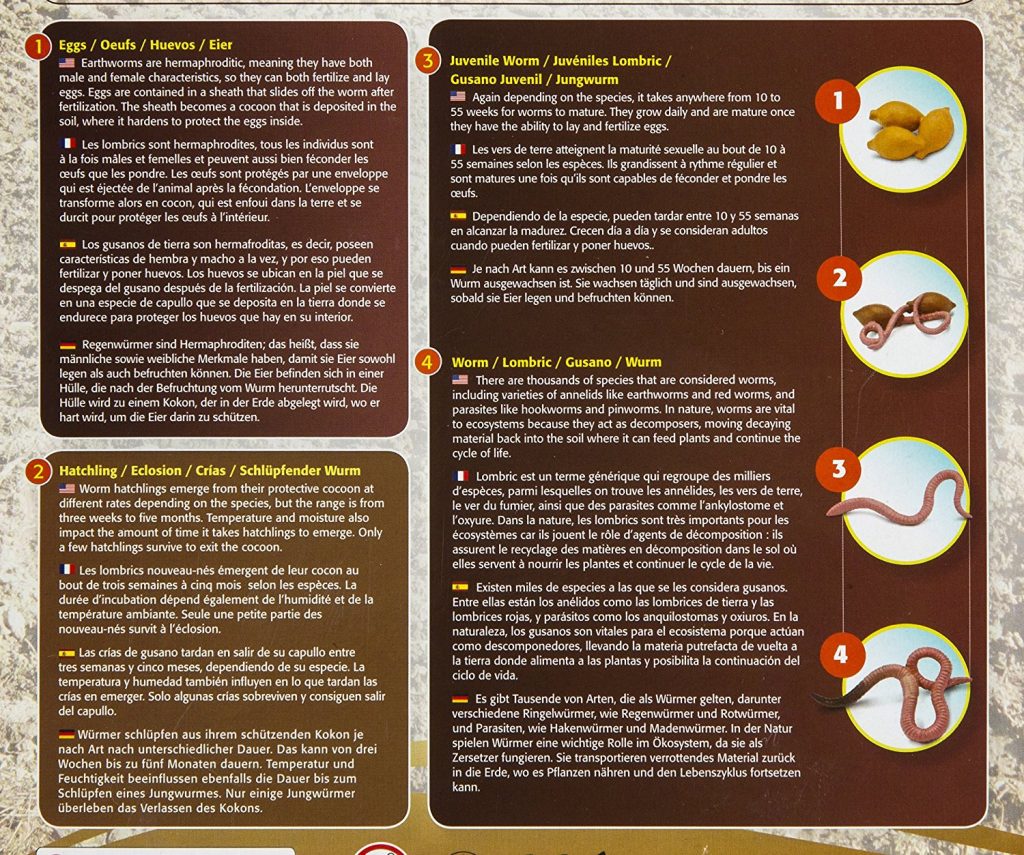 Safariology Life Cycle of a Worm - Curious Kids