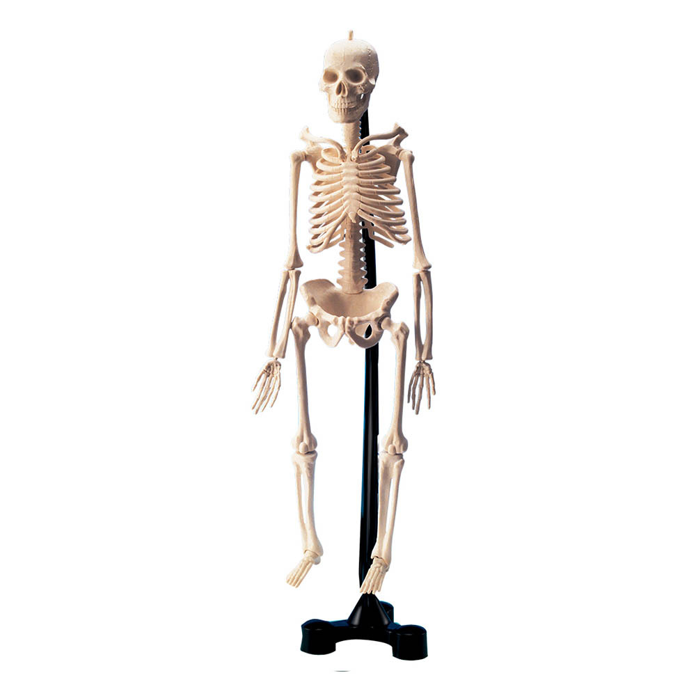 Mini Skeleton - Image 2